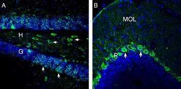 Anti-OXGR1/GPR99 Antibody