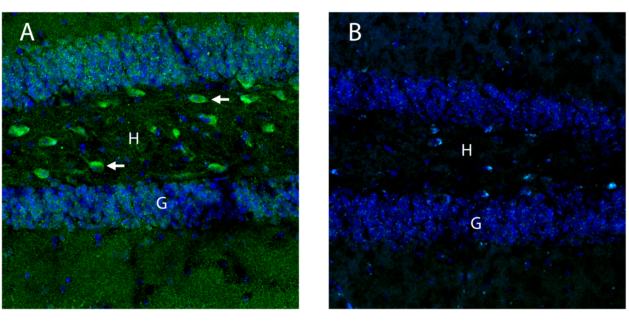 OXGR1/GPR99 (extracellular) Blocking Peptide