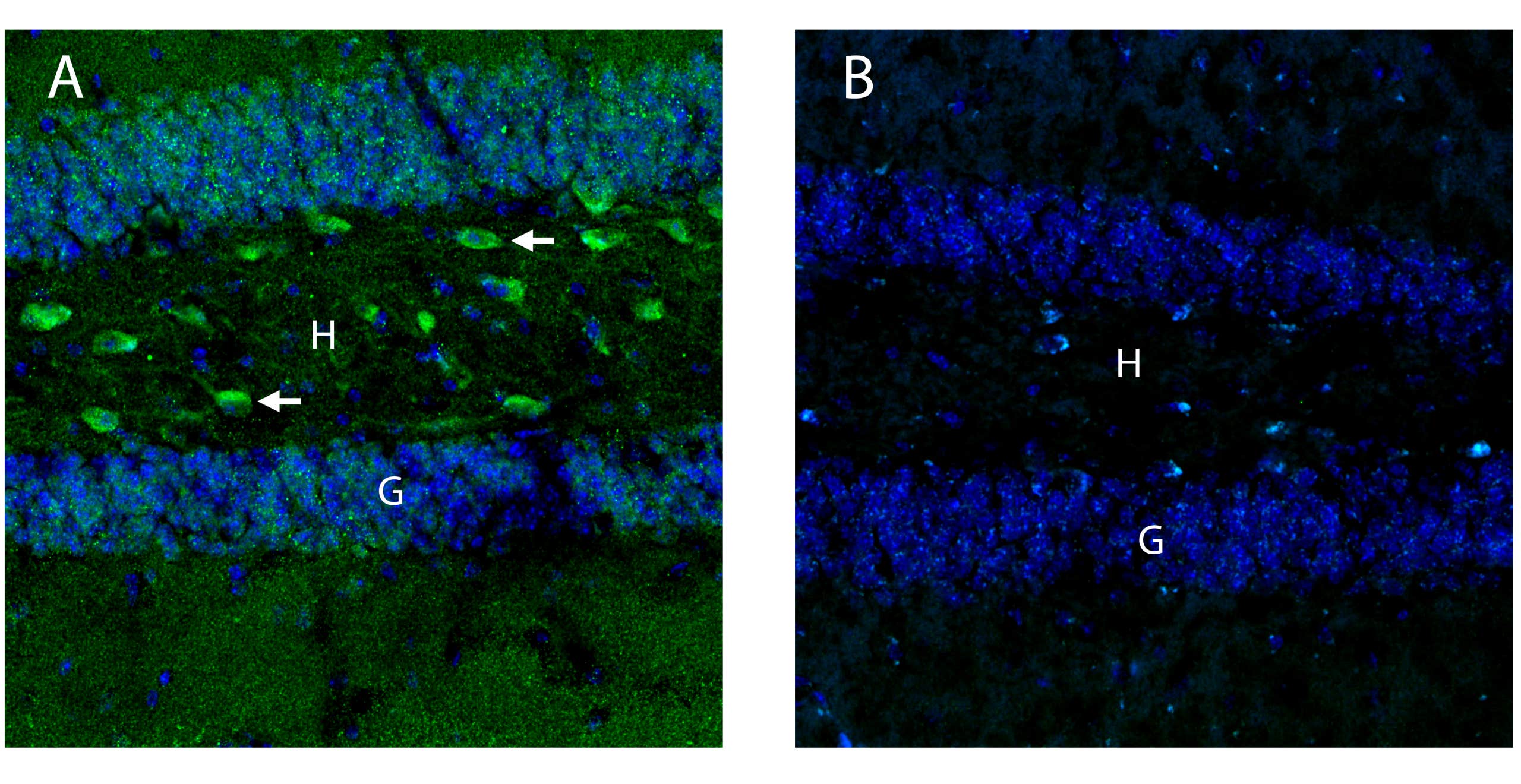Anti-OXGR1/GPR99 (extracellular) Antibody