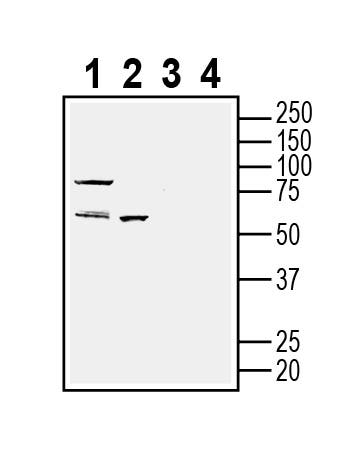 OXGR1/GPR99 (extracellular) Blocking Peptide