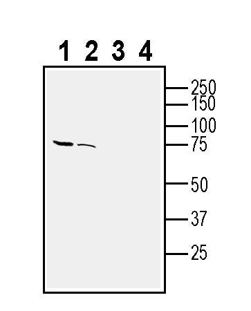 Anti-Opsin 3 (extracellular) Antibody - Carrier Free