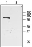 KCNJ1/Kir1.1 Blocking Peptide