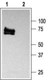 Anti-K<sub>V</sub>1.3 (KCNA3) Antibody