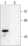 Kv1.6/KCNA6 Blocking Peptide