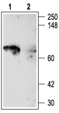 Anti-K<sub>V</sub>1.5 (KCNA5) Antibody