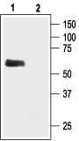 Anti-GIRK1 (K<sub>ir</sub>3.1) Antibody