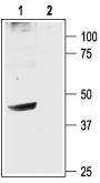 GIRK2/Kir3.2 Blocking Peptide
