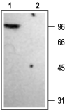Anti-K<sub>V</sub>1.4 Antibody