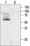 Anti-K<sub>V</sub>1.1 (KCNA1) Antibody - Carrier Free