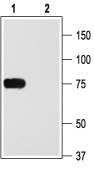Kv1.2/KCNA2 Blocking Peptide