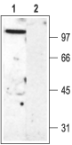 Anti-K<sub>V</sub>3.2 (KCNC2) Antibody