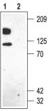 Kv2.1 Blocking Peptide