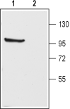 Anti-K<sub>V</sub>3.1b (KCNC1) Antibody