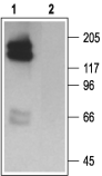 KCNH2/erg1 Blocking Peptide