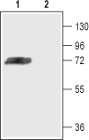 Anti-K<sub>V</sub>4.3 Antibody - Carrier Free