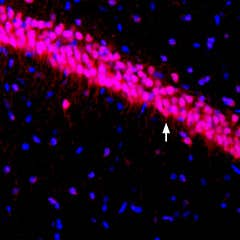 Anti-K<sub>V</sub>4.3 Antibody