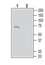 Anti-KCNC4 (K<sub>V</sub>3.4) Antibody