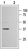 Kir6.2 Blocking Peptide