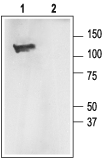 Anti-KCNMA1 (K<sub>Ca</sub>1.1) (1097-1196) Antibody