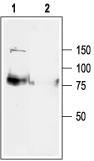 Anti-KCNQ1 Antibody - Carrier Free
