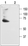 Anti-K<sub>V</sub>4.2 Antibody