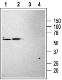 Anti-KCNK3 (TASK-1) Antibody - Carrier Free