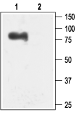 KCNN3/KCa2.3 (N-term) Blocking Peptide