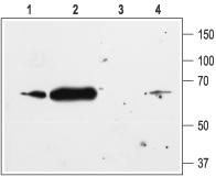 Anti-K<sub>ir</sub>2.1/KCNJ2 Antibody - Carrier Free