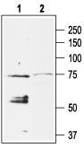 Anti-KCNJ5 (K<sub>ir</sub>3.4) Antibody - Carrier Free