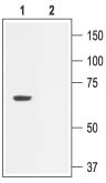 KCNN2/KCa2.2 Blocking Peptide