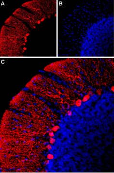 Anti-HCN2-ATTO Fluor-594 Antibody