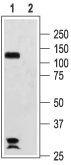 HCN2 Blocking Peptide