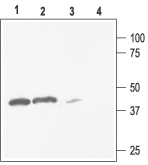 Anti-K<sub>ir</sub>2.3 (KCNJ4) Antibody