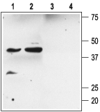 sloβ2/KCNMB2 Blocking Peptide