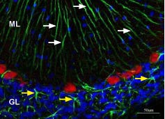 Anti-K<sub>ir</sub>4.1 (KCNJ10)-ATTO Fluor-488 Antibody