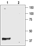 Anti-K<sub>ir</sub>4.1 (KCNJ10) Antibody
