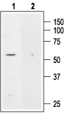 KCNK5/TASK-2 Blocking Peptide