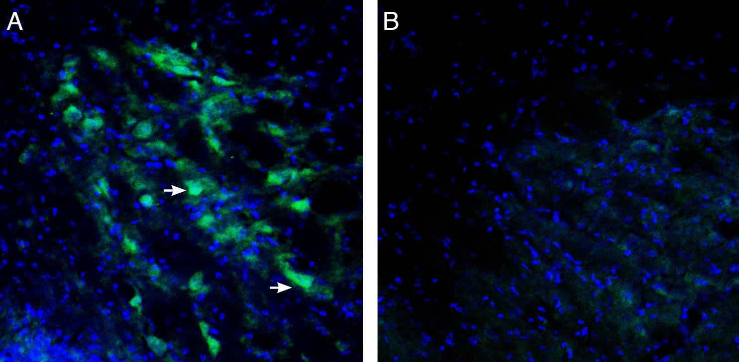 Anti-GIRK3 (K<sub>ir</sub>3.3) Antibody