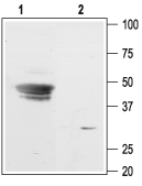 GIRK3/Kir3.3 Blocking Peptide