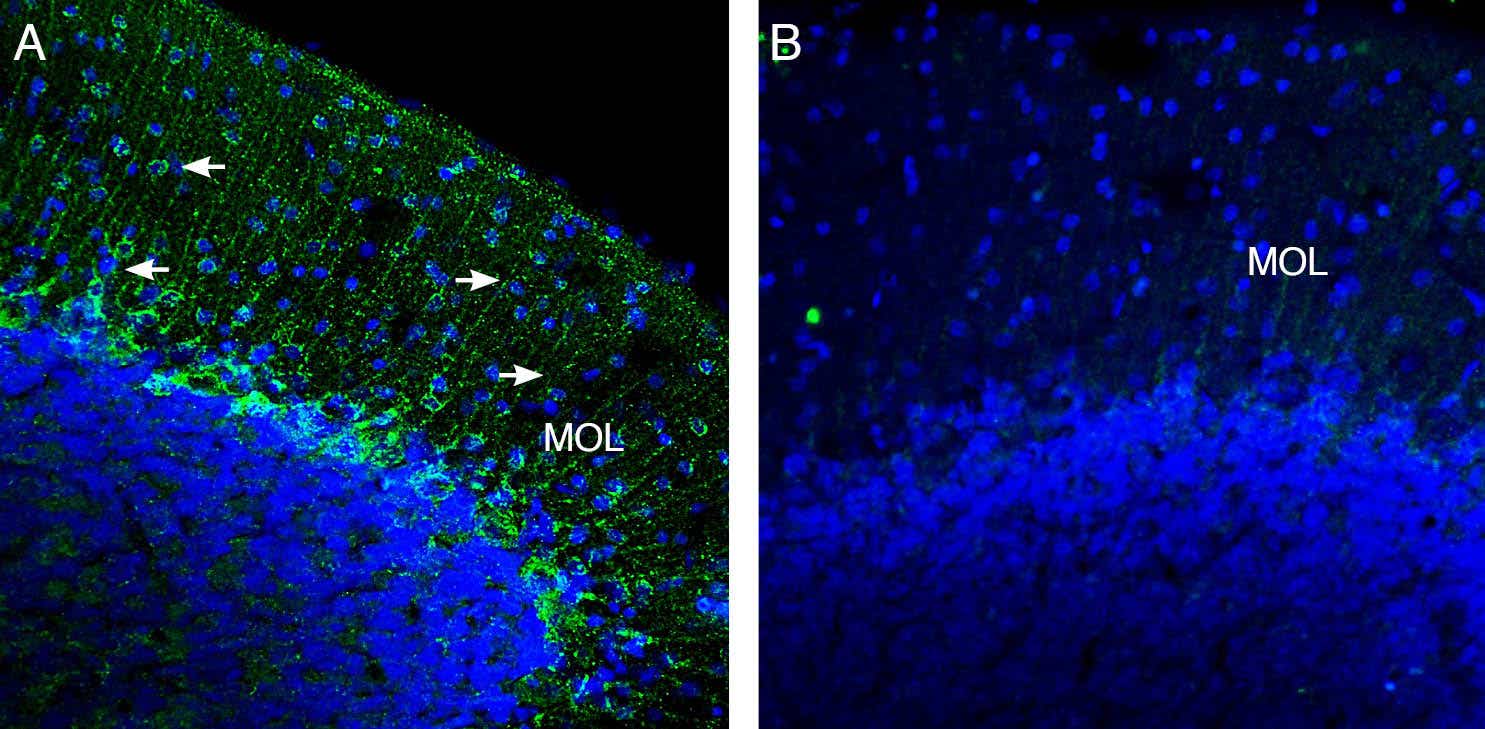 Anti-K<sub>ir</sub>2.2 (KCNJ12) Antibody