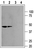 Kir2.2/KCNJ12 Blocking Peptide
