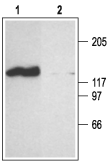 CNGA2 Blocking Peptide