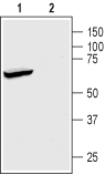 Anti-KCNK2 (TREK-1) Antibody - Carrier Free