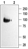 Anti-KCNQ2 Antibody