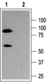 Anti-KCNQ3 Antibody - Carrier Free