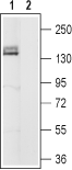 Anti-HCN4 Antibody - Carrier Free