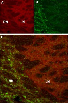 Anti-HCN4 Antibody
