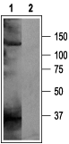 Anti-KCNH5 (EAG-2) Antibody