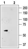 Anti-KCNK10 (TREK-2) Antibody - Carrier Free