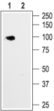 Anti-HCN1 Antibody - Carrier Free